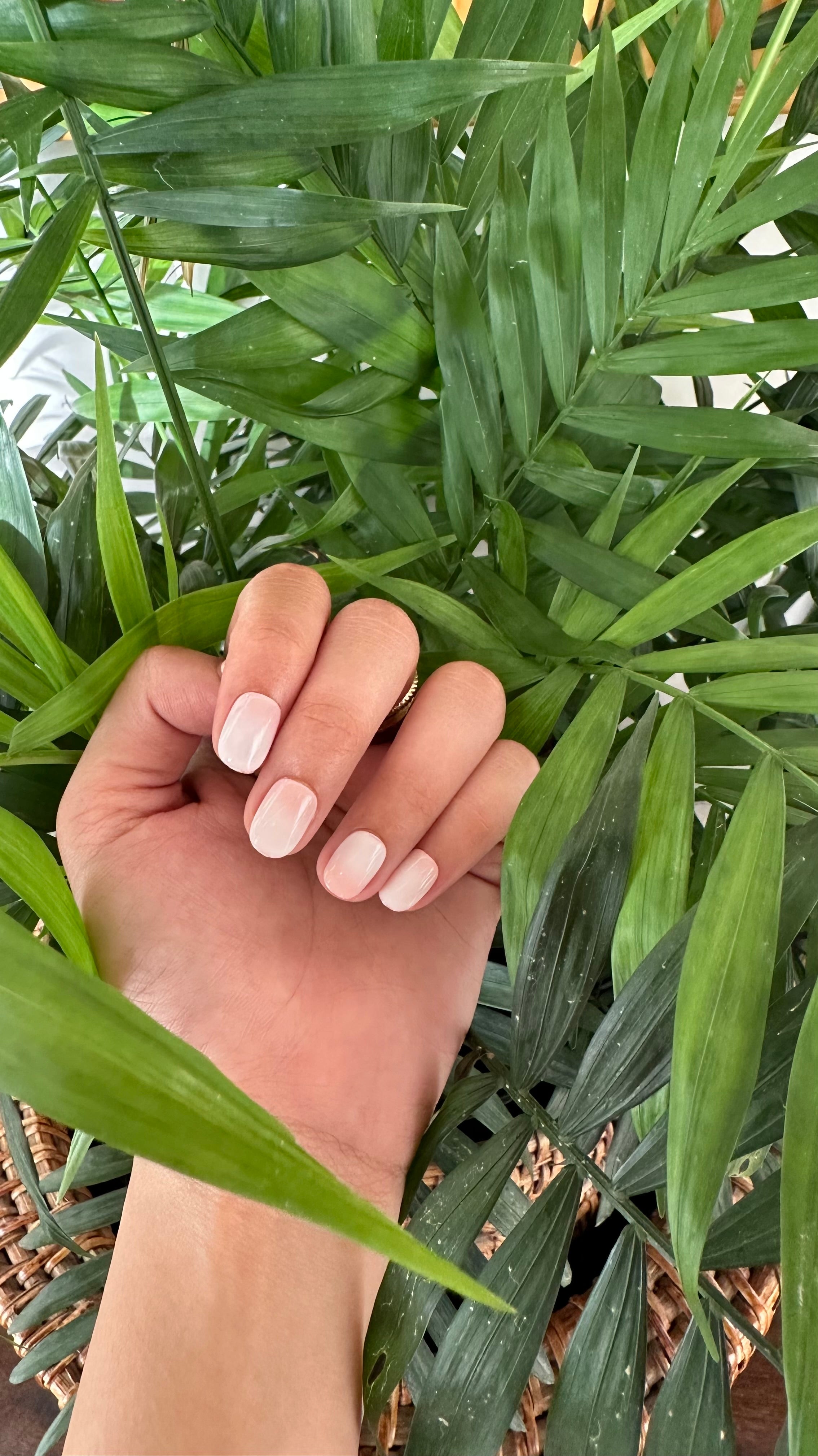 Vanilla